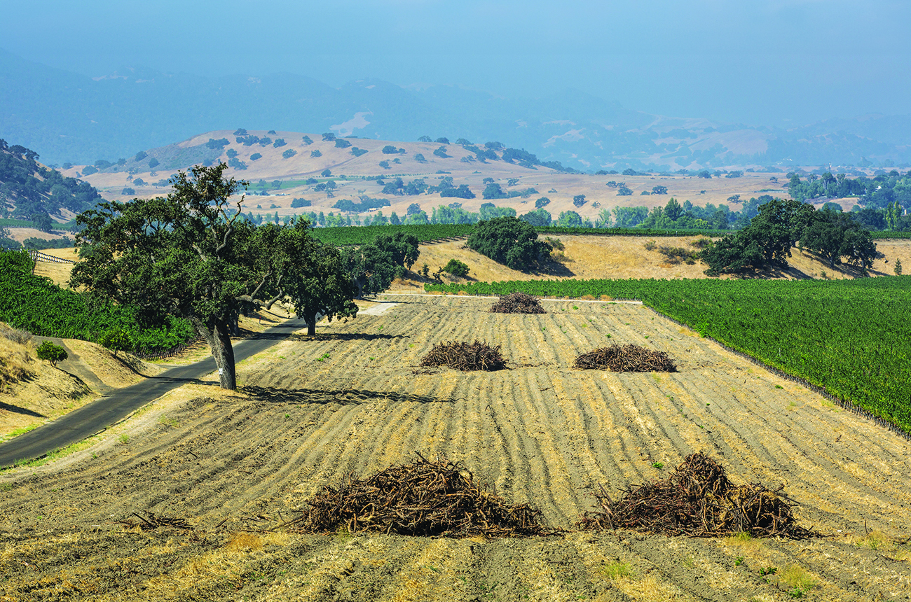 California wine glut