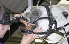 9.-close-up-examining-horses-mouth.jpg