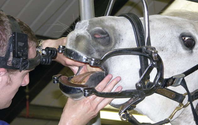 9.-close-up-examining-horses-mouth.jpg