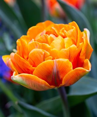 Tulip 'Orange Princess'