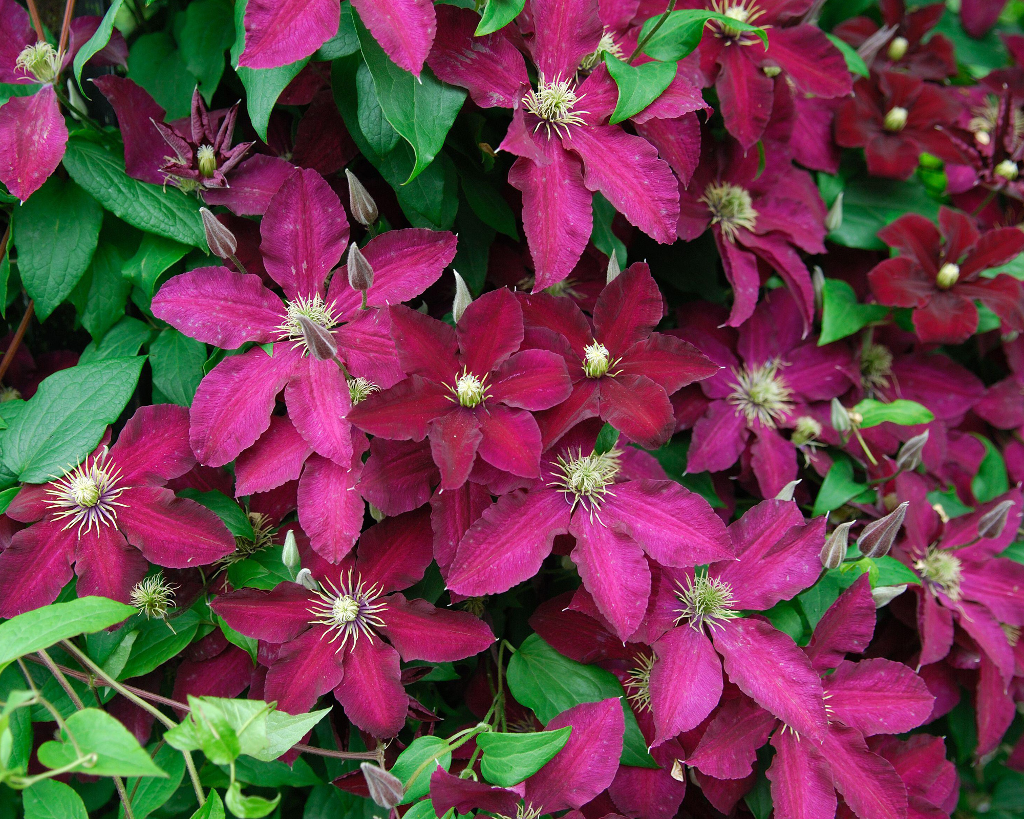 Clematis 'Ernest Markham' in bloom