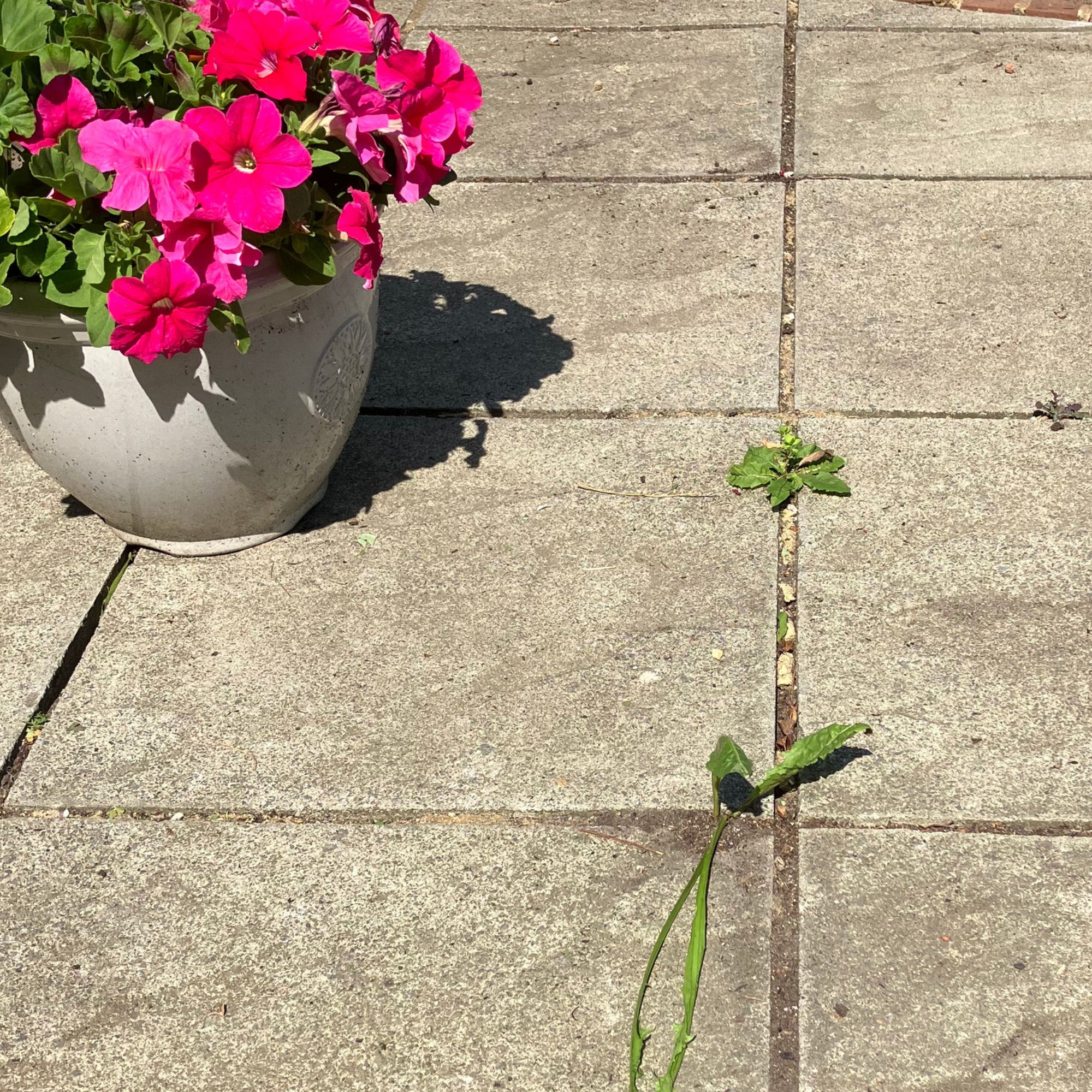 Ryobi patio cleaner