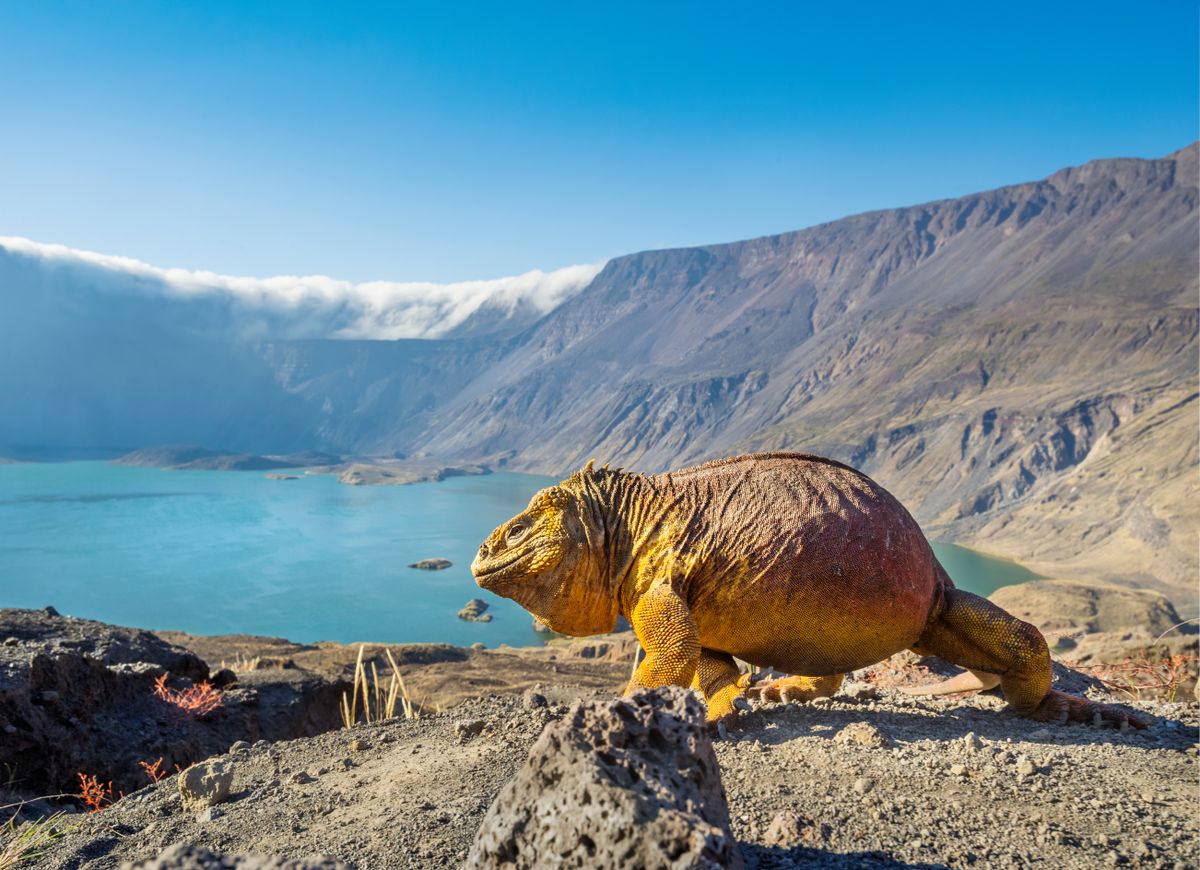 Every year, up to 2,000 female land iguanas take a treacherous journey to the crater floor of the La Cumbre volcano in the Galapagos to lay their eggs in the volcanic ash.