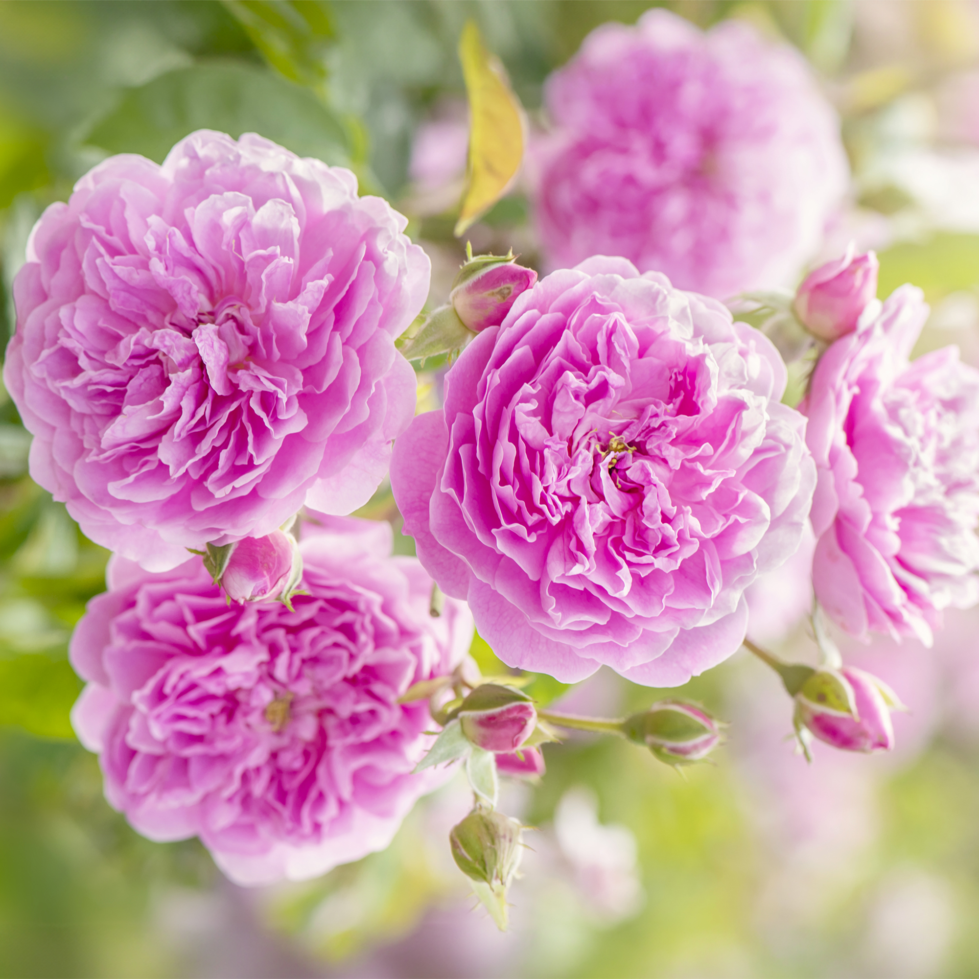 Pink roses in soft sunshine