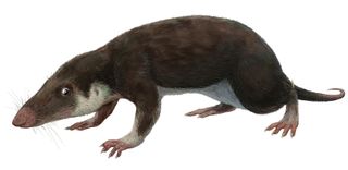 prehistoric mammals