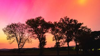 Trees shadowed against a pink and red sky created by the northern lights in Poland.