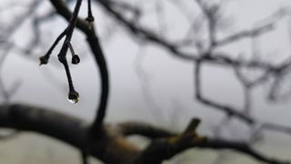 Nothing Phone 2a review; a drop of rain on a branch