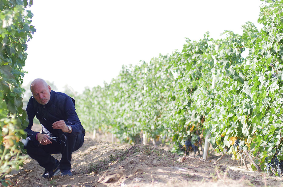 Lenz Moser at Chateau Changyu Moser XV harvest