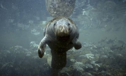 The manatee population in Florida's Kings Bay is threatened by high-speed boats, but Tea Partiers say there are bigger issues at stake than this gentle marine mammal.
