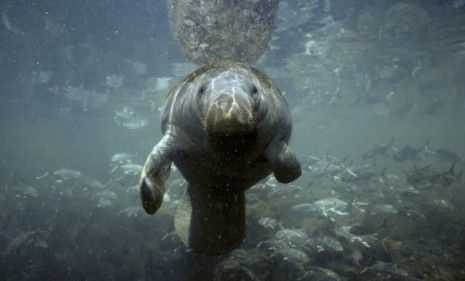 The manatee population in Florida&amp;#039;s Kings Bay is threatened by high-speed boats, but Tea Partiers say there are bigger issues at stake than this gentle marine mammal.