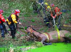 swamp-rescue2.jpg