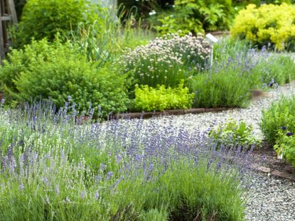 Herb Plant Garden With Pepple Path