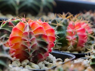 Colorful gymnocalycium cactus with thorns