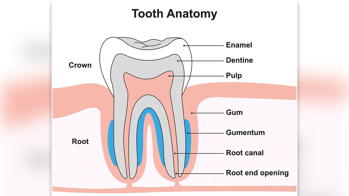 How does plaque cause cavities? | Live Science