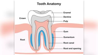 diagram shows the anatomy of a tooth shown in cross section, with the enamel labeled on the tooth's crown