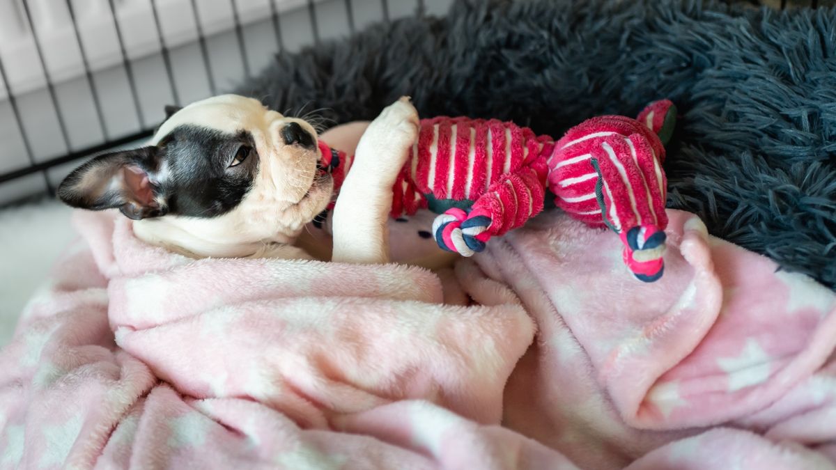  Boston Terrier puppy in a crate wrapped in a blanket chewing a soft pink toy