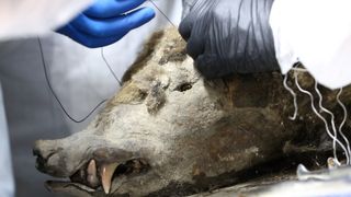 Researchers sew the bear's skull back up.