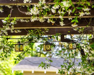 jamine in flower growing over a wooden pergola