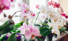 a row of orchids on a windowsill