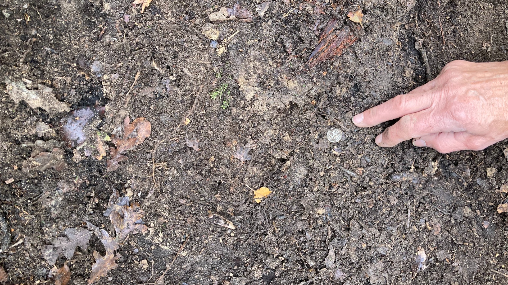 Hier sehen wir eine Hand, die auf eine kleine, runde, silberne römische Münze auf dem Lehmboden eines Waldes zeigt.