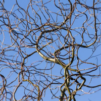 Corkscrew Willow at Nature Hills