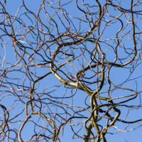 Corkscrew Willow at Nature Hills