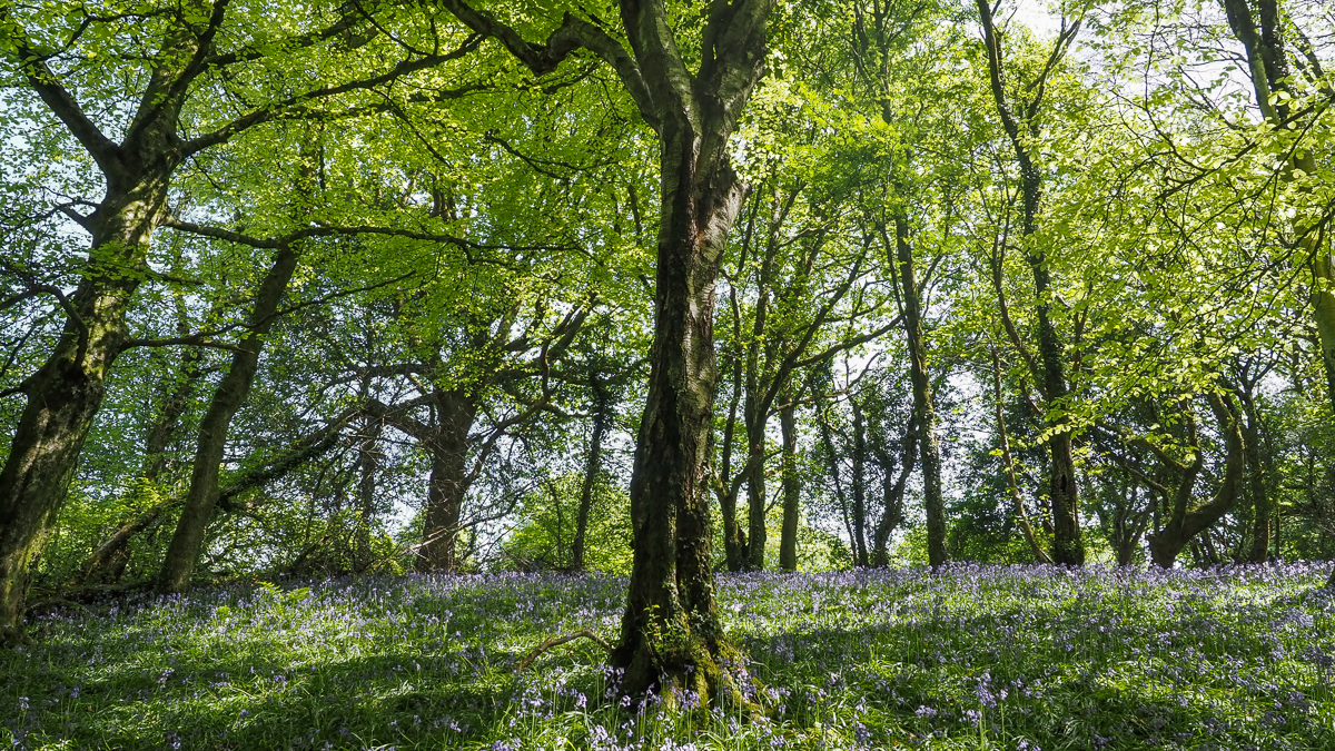 bluebell woods and trees