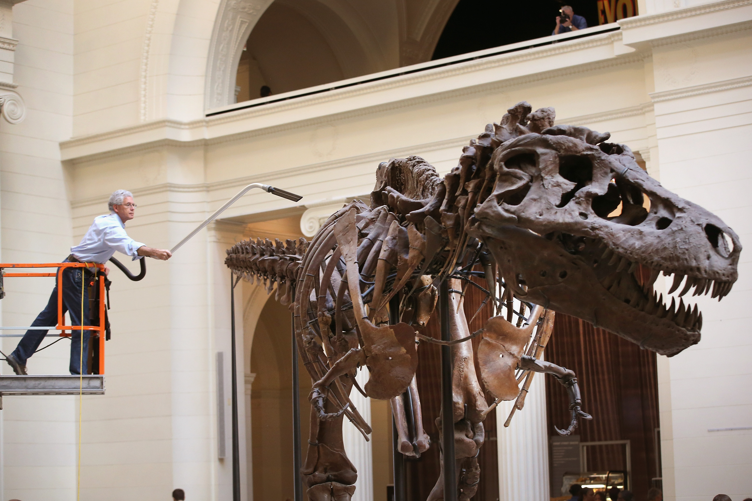 Sue the T-Rex being cleaned at the Field Museum in Chicago in 2013.