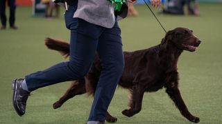 Liver flat coat retriever at Crufts dog show