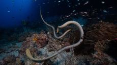 A pair of olive sea snakes (Aipysurus laevis).