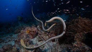 A pair of olive sea snakes (Aipysurus laevis).