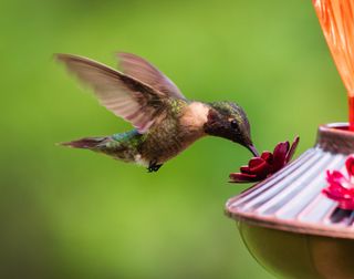 A close-up of a hummingbird eating from a bird feeder