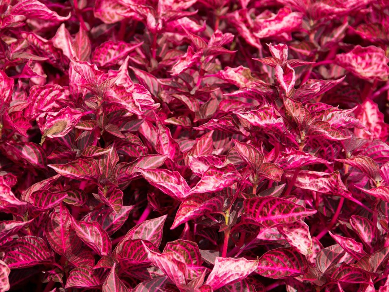 Magenta Strap Leaf Caladium Bulbs