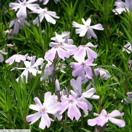 Emerald Blue Creeping Phlox - 1 Gallon Pot