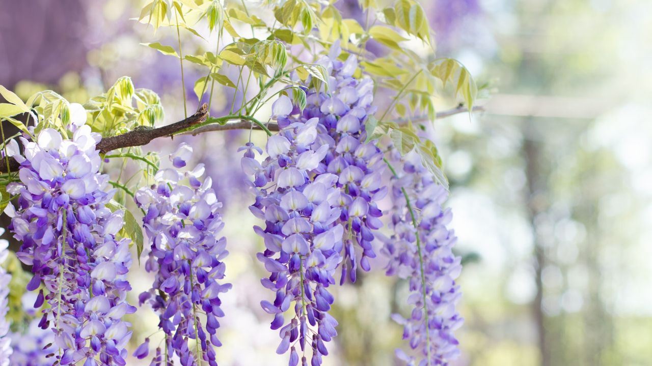 Purple wisteria blooms in a garden