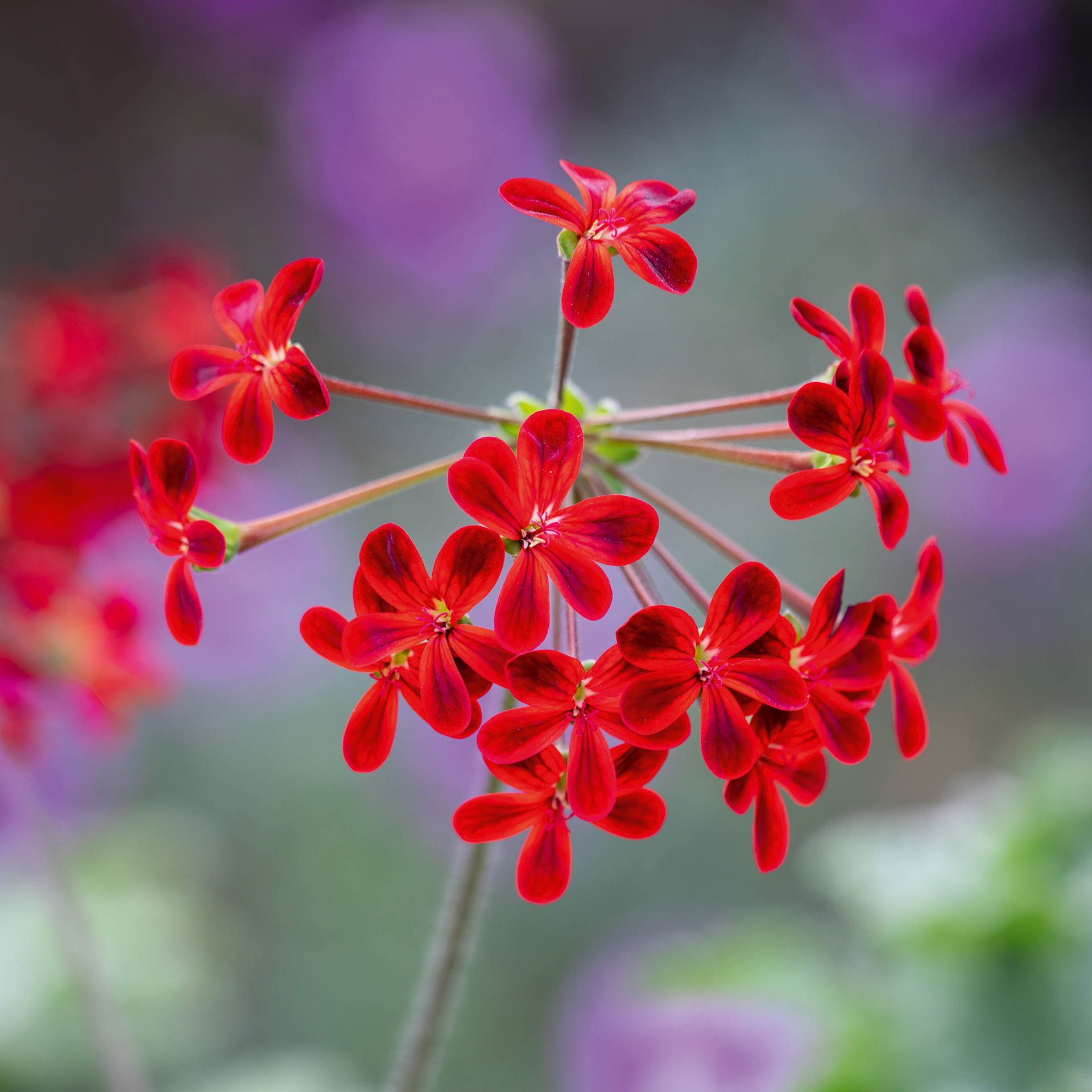 Pelargonium 'Ardens' AGM syn. Pelargonium &times; ardens