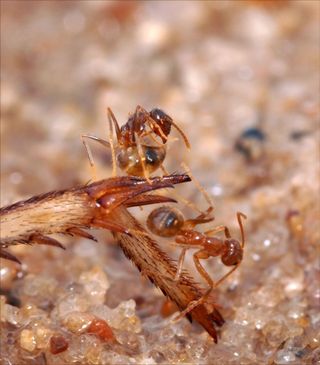 crazy ant and fire ant
