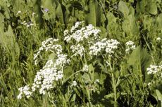White Quinine Wildflowers