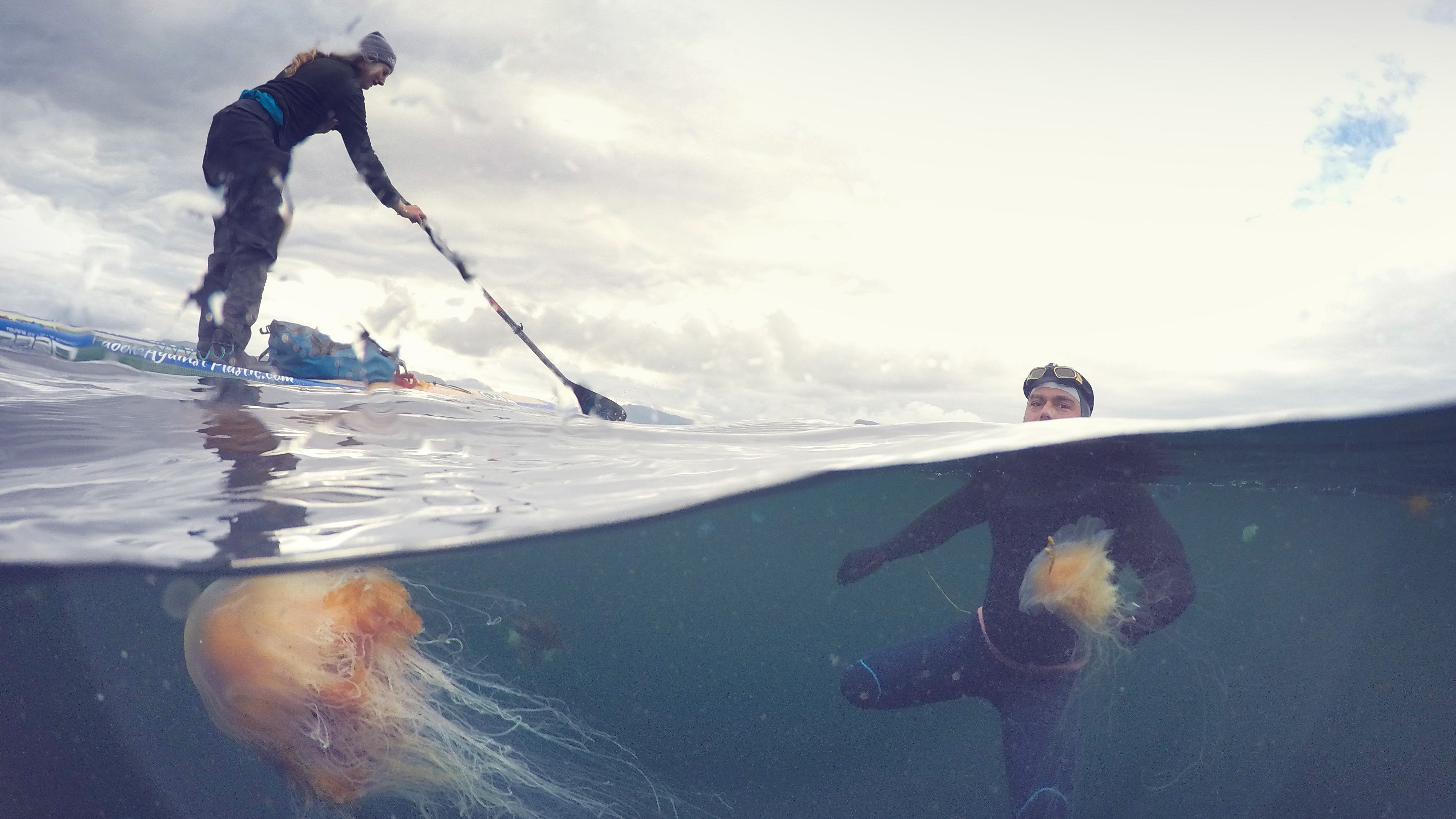 Ross Egley swims near jellyfish, with a paddleboarder nearby