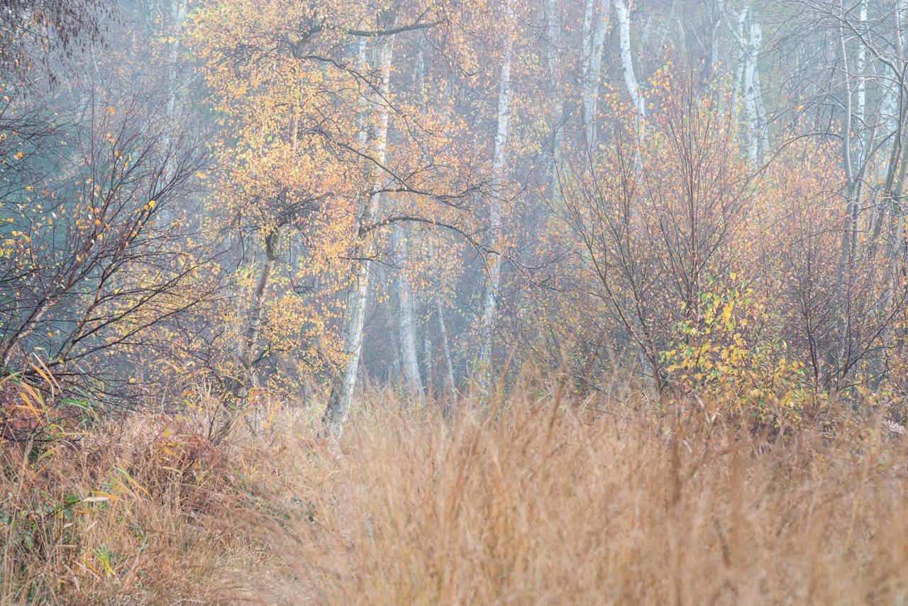 A tree in a forest