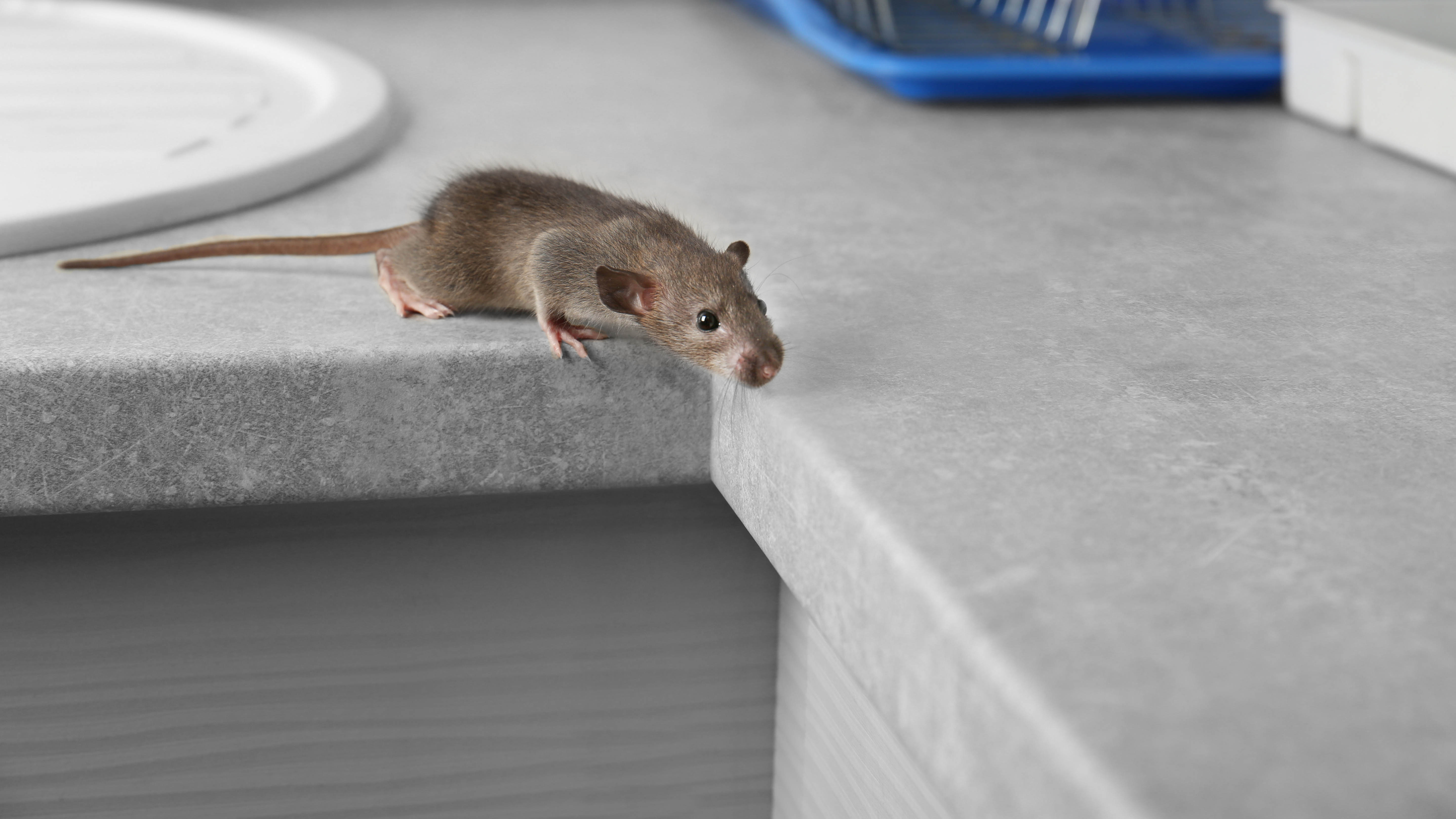 Мышь на кухонной столешнице