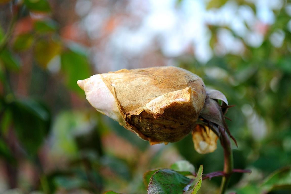 Botrytis Blight Gray Mold On Blooming Flower