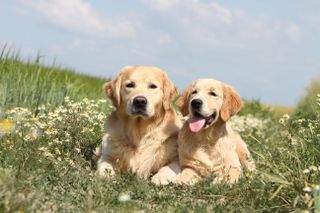 Two Golden Retrievers lying on the ground