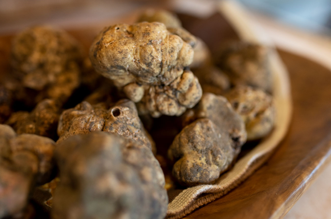 White truffles found in Istria