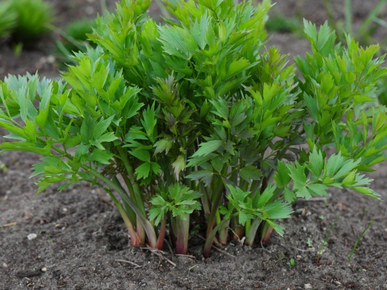 Lovage Plants In The Garden