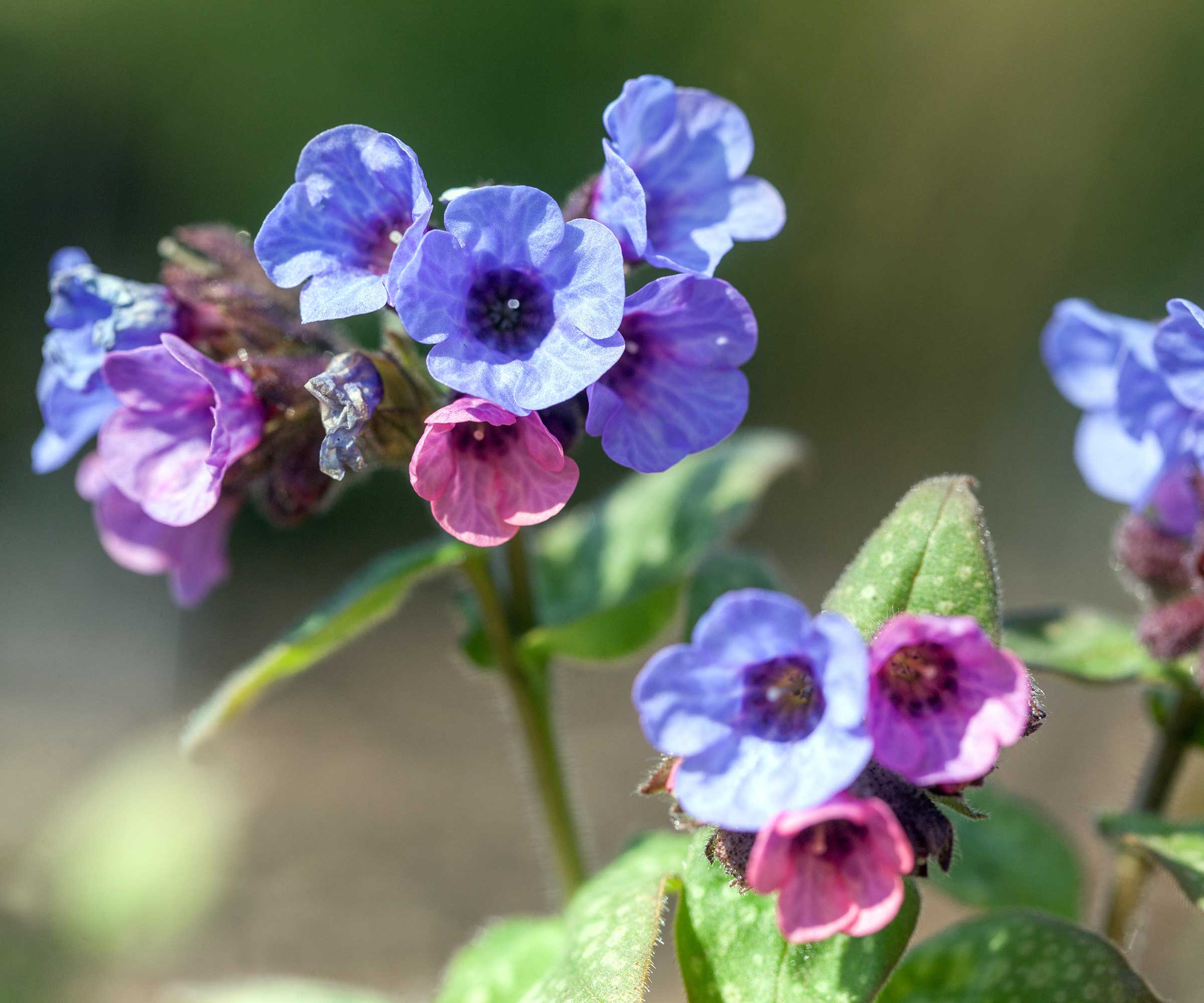 lungwort flowers