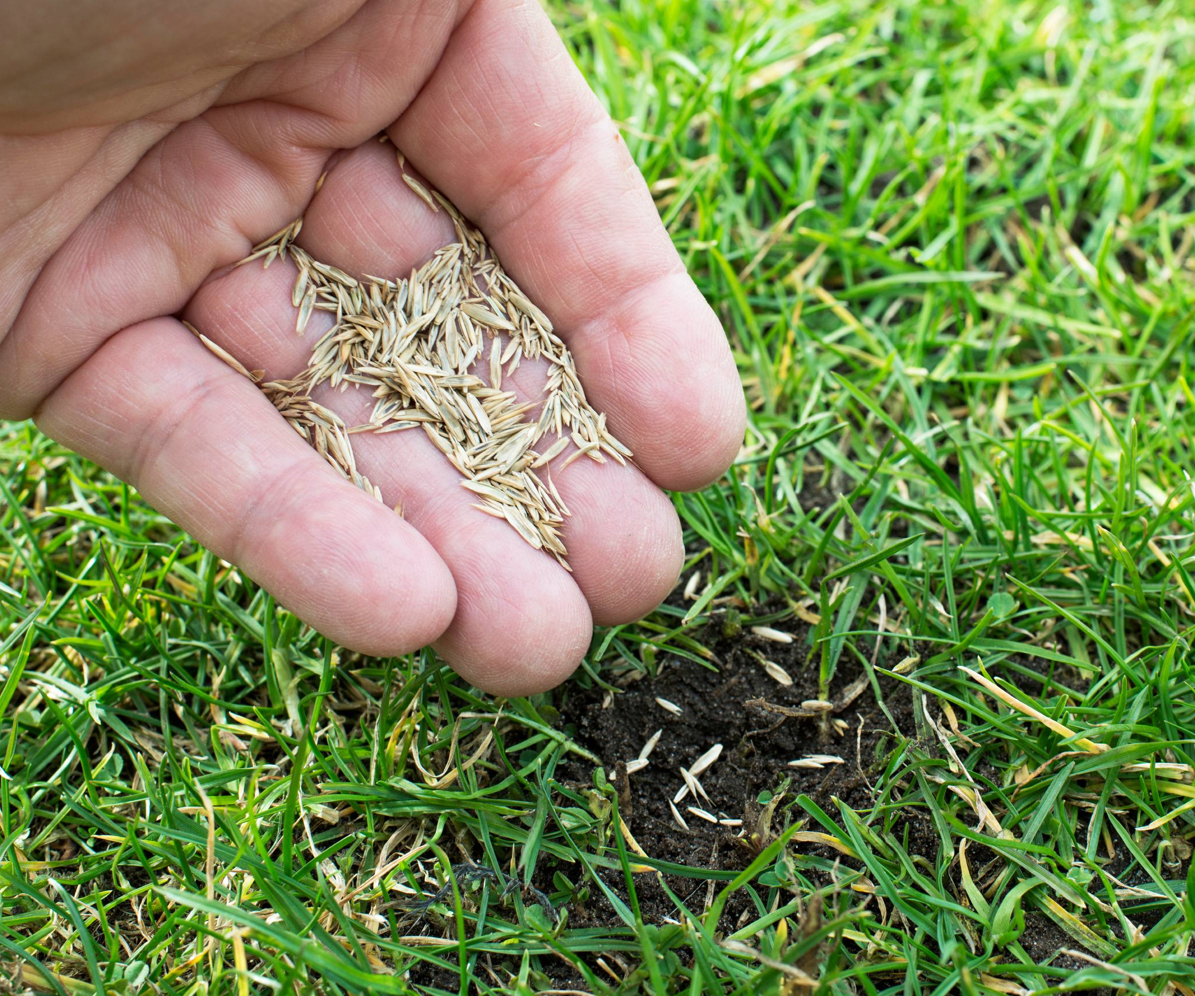 A hand drops grass seed into a bare patch of lawn