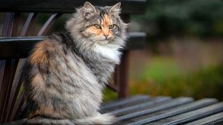 Siberian cat