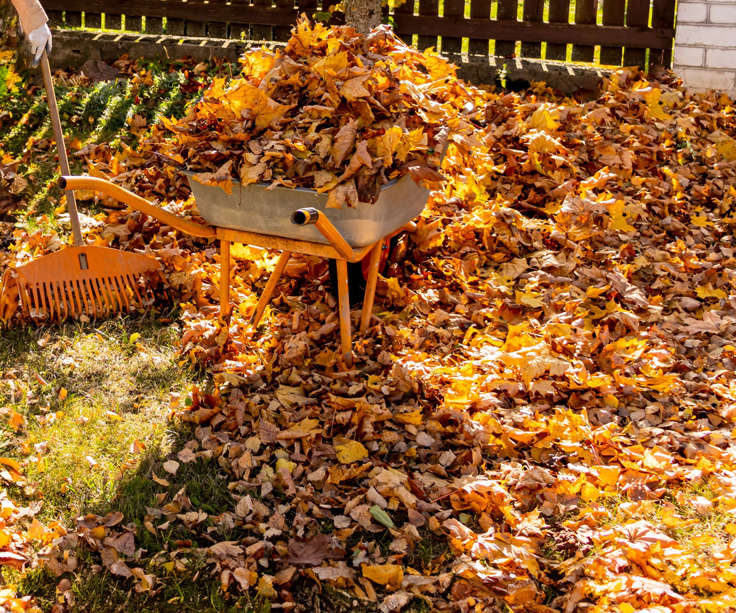 wheelbarrow filled and surrounded with fall leaves