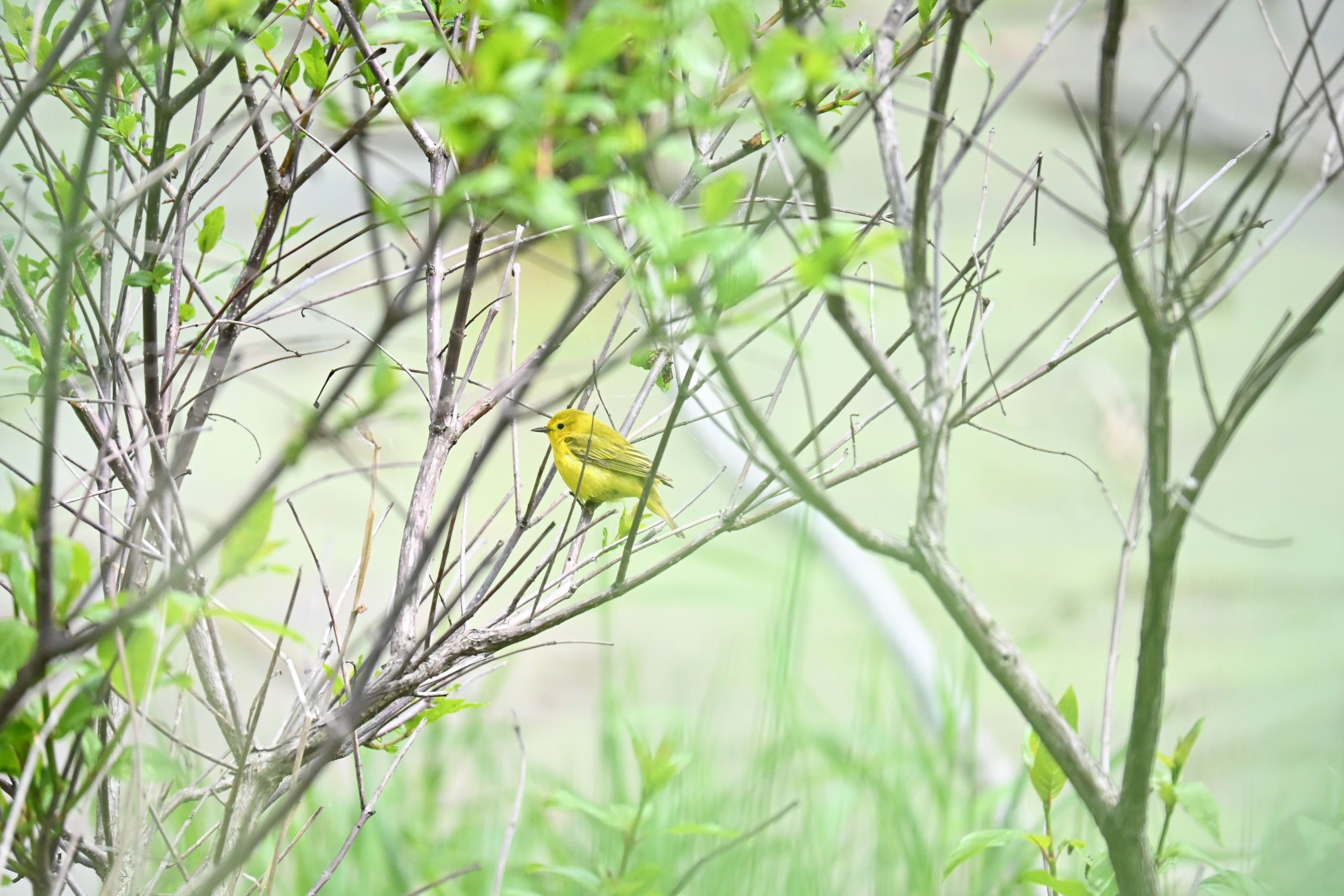 Wildlife photographers, grab your gear: The spring bird migration is here. Here’s how to find the best times to head out